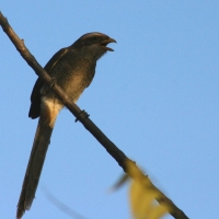 Dzierzba kreskowana - Lanius corvinus - Yellow-billed Shrike