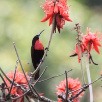 Nektarnik szkarłatny - Chalcomitra senegalensis - Scarlet-chested Sunbird