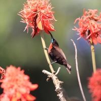 Nektarnik szkarłatny - Chalcomitra senegalensis - Scarlet-chested Sunbird