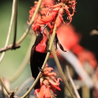 Nektarnik szkarłatny - Chalcomitra senegalensis - Scarlet-chested Sunbird