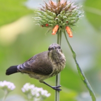 Nektarnik ozdobny - Cinnyris erythrocercus - Red-chested Sunbird
