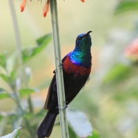 Nektarnik ozdobny - Cinnyris erythrocercus - Red-chested Sunbird