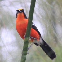 Dzierzyk papirusowy - Laniarius mufumbiri - Papyrus Gonolek
