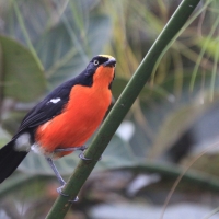 Dzierzyk papirusowy - Laniarius mufumbiri - Papyrus Gonolek