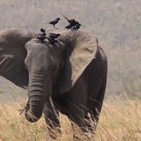 Kruczek - Ptilostomus afer - Piapiac