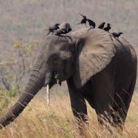 Kruczek - Ptilostomus afer - Piapiac