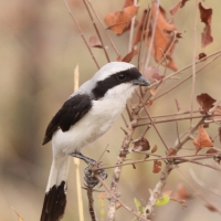 Dzierzba srokoszowata - Lanius excubitoroides - Grey-backed Fiscal