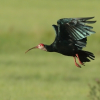 Ibis łysy - Geronticus calvus - Southern Bald Ibis