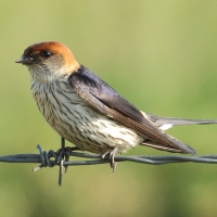 Jaskółka kreskowana - Cecropis cucullata - Greater Striped Swallow