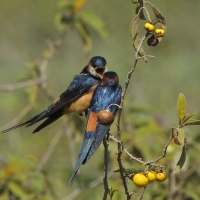 Jaskółka moskitowa - Cecropis senegalensis - Mosque Swallow