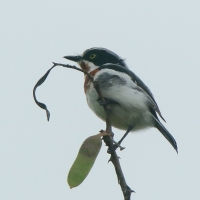 Krępnik czarnopierśny - Batis molitor - Chinspot Batis