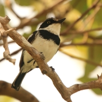 Krępnik krótkosterny - Batis mixta - Forest Batis