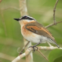 Krępnik krótkosterny - Batis mixta - Forest Batis