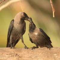 Wrona orientalna - Corvus splendens  - House Crow
