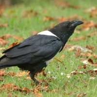 Kruk srokaty - Corvus albus - Pied Crow
