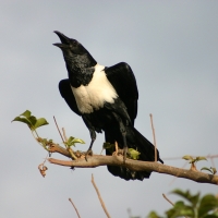Kruk srokaty - Corvus albus - Pied Crow