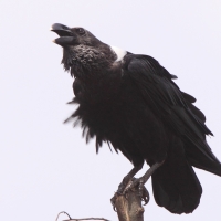 Kruk wielkodzioby - Corvus albicollis - White-necked Raven