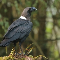 Kruk wielkodzioby - Corvus albicollis - White-necked Raven
