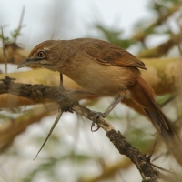 Młacznik - Melocichla mentalis - Moustached Grass Warbler