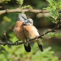 Mniszka łuskolica - Odontospiza griseicapilla - Grey-headed Silverbill