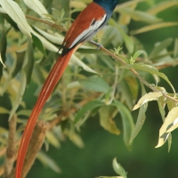 Muchodławka wspaniała - Terpsiphone viridis - African Paradise-flycatcher
