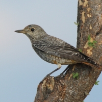 Nagórnik - Monticola saxatilis - Common Rock Thrush