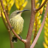Nektarnik ametystowy - Chalcomitra amethystina - Amethyst Sunbird