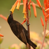 Nektarnik ametystowy - Chalcomitra amethystina - Amethyst Sunbird