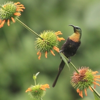 Nektarnik brązowy - Nectarinia kilimensis - Bronzy Sunbird