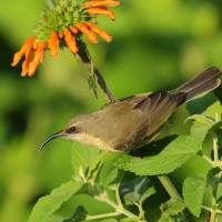 Nektarnik brązowy - Nectarinia kilimensis - Bronzy Sunbird