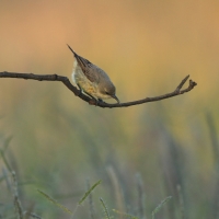 Nektarnik czarnoskrzydły - Cinnyris mariquensis - Marico Sunbird