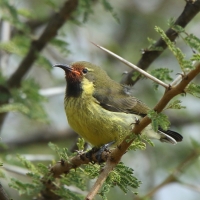Nektarnik czarnoskrzydły - Cinnyris mariquensis - Marico Sunbird