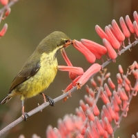 Nektarnik czarnoskrzydły - Cinnyris mariquensis - Marico Sunbird
