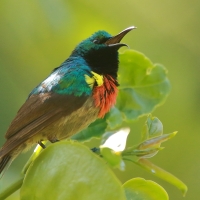 Nektarnik dwuwstęgi - Cinnyris mediocris - Eastern Double-collared Sunbird