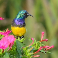 Nektarnik fioletowy - Cinnyris venustus - Variable Sunbird