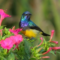 Nektarnik fioletowy - Cinnyris venustus - Variable Sunbird