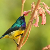 Nektarnik fioletowy - Cinnyris venustus - Variable Sunbird
