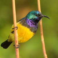 Nektarnik fioletowy - Cinnyris venustus - Variable Sunbird