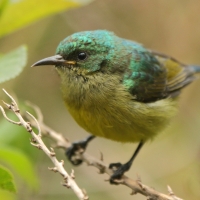 Nektarnik fioletowy - Cinnyris venustus - Variable Sunbird