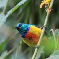 Nektarnik królewski - Cinnyris regius - Regal Sunbird