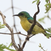 Nektarzyk obrożny - Hedydipna collaris - Collared Sunbird