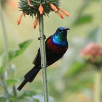 Nektarnik ozdobny - Cinnyris erythrocercus - Red-chested Sunbird