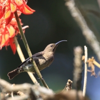 Nektarnik szkarłatny - Chalcomitra senegalensis - Scarlet-chested Sunbird