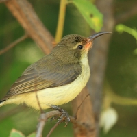 Nektarnik zielonogrzbiety - Cinnyris talatala - White-breasted Sunbird