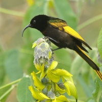 Nektarnik złocisty - Drepanorhynchus reichenowi - Golden-winged Sunbird
