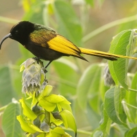Nektarnik złocisty - Drepanorhynchus reichenowi - Golden-winged Sunbird