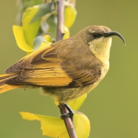 Nektarnik złocisty - Drepanorhynchus reichenowi - Golden-winged Sunbird