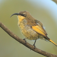 Nektarnik złocisty - Drepanorhynchus reichenowi - Golden-winged Sunbird