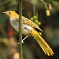 Nikator żółtobrzuchy - Nicator chloris - Western Nicator
