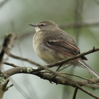 Pliszka obrożna - Motacilla capensis - Cape Wagtail